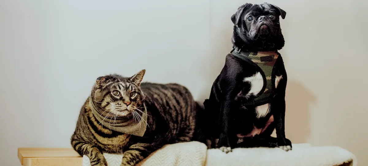 Dog and cat sitting together